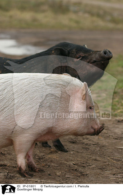 Goettinger Minipig / IP-01801