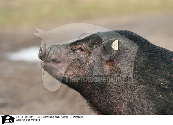 Gttinger Minischwein / Goettinger Minipig / IP-01804