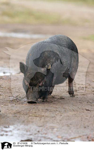 Gttinger Minischwein / Goettinger Minipig / IP-01808