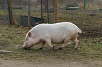 Goettinger Minipig