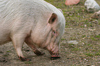 Goettinger Minipig