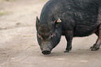 Goettinger Minipig