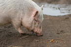 Goettinger Minipig