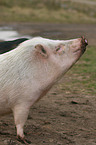 Goettinger Minipig