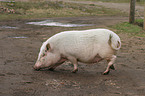 Goettinger Minipig