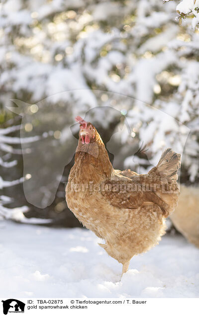 gold sparrowhawk chicken / TBA-02875