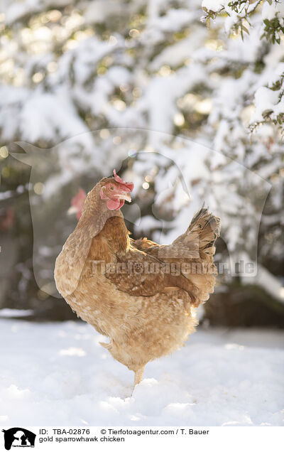 Goldsperber / gold sparrowhawk chicken / TBA-02876