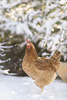 gold sparrowhawk chicken
