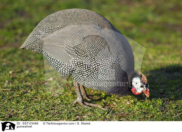 guineafowl / SST-03486