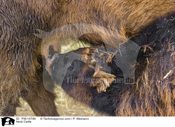 Heckrinder / Heck Cattle / PW-14786