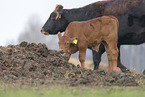 Heck Cattle