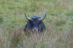 Heck Cattle