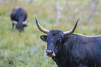 Heck Cattles