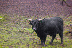 Heck Cattle