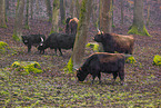 Heck Cattle