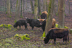 Heck Cattle