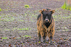 Heck Cattle