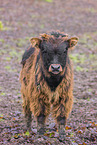 Heck Cattle