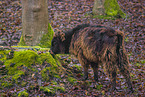Heck Cattle