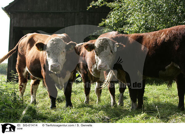 cow / SG-01414