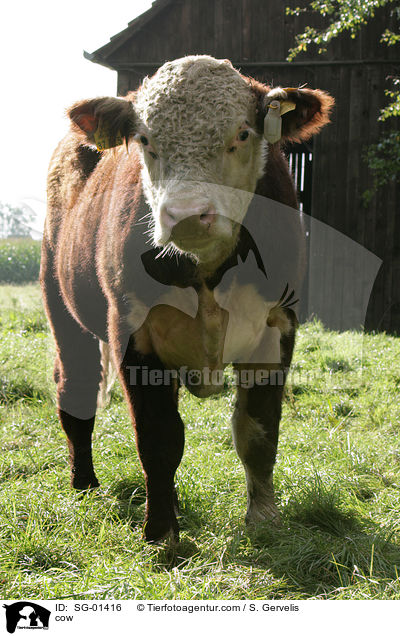cow / SG-01416