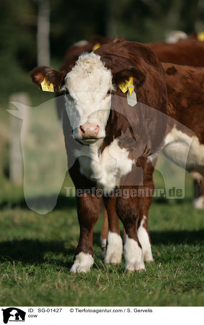 cow / SG-01427