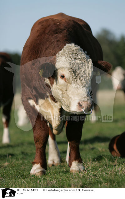 cow / SG-01431