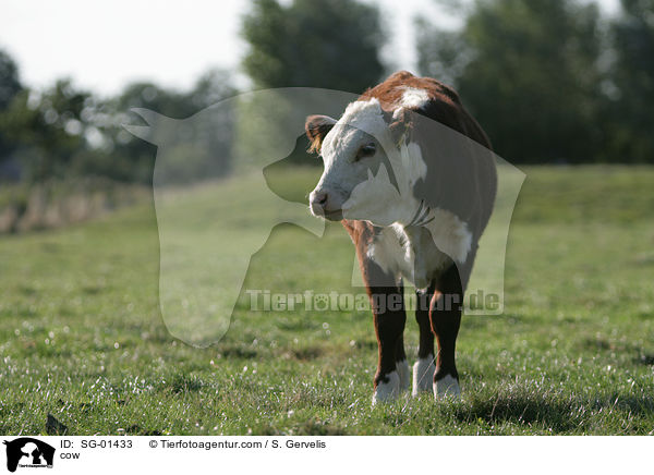 cow / SG-01433