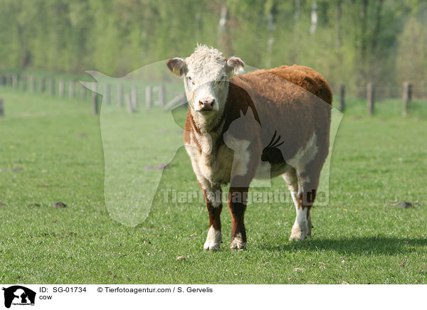 Hereford-Rind / cow / SG-01734