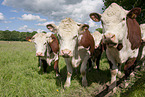 Herefords