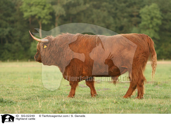 Schottisches Hochlandrind / Highland cattle / SG-02249