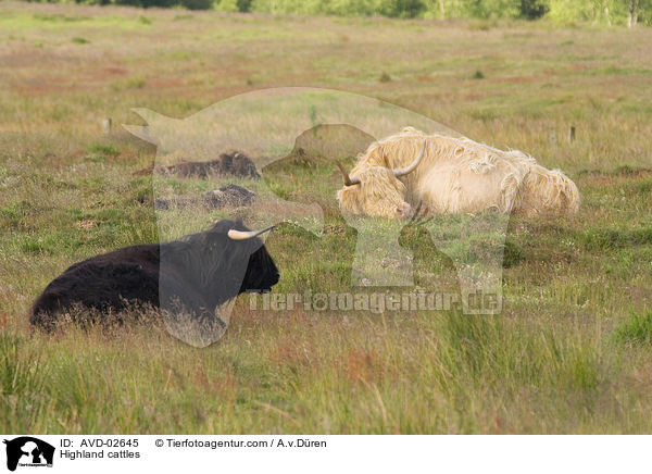 Hochlandrinder / Highland cattles / AVD-02645