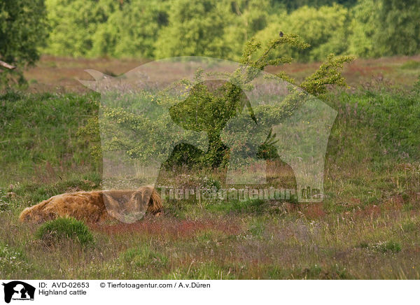 Hochlandrind / Highland cattle / AVD-02653