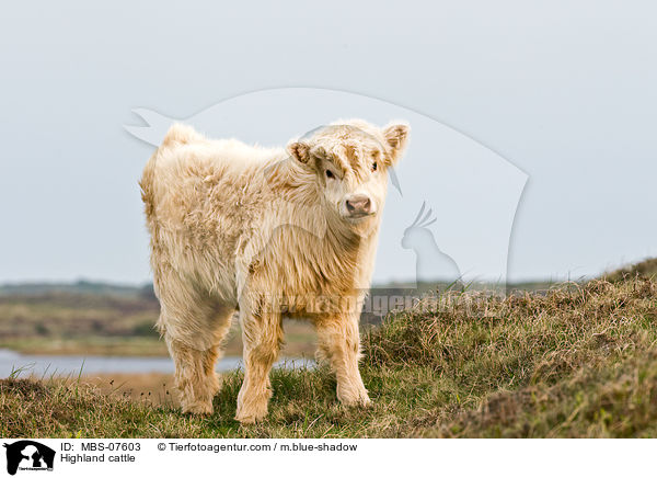 Hochlandrind / Highland cattle / MBS-07603