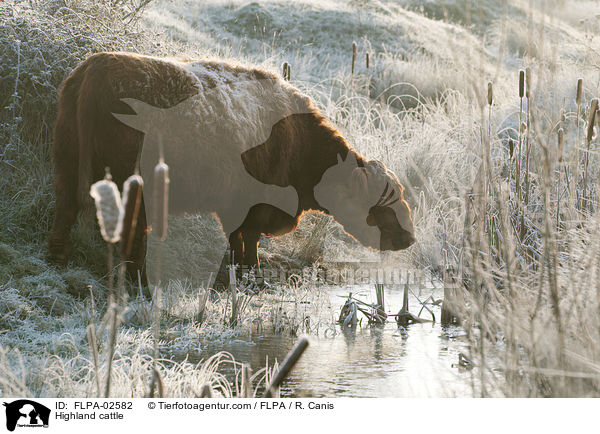 Hochlandrind / Highland cattle / FLPA-02582