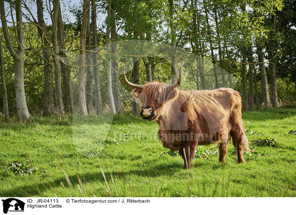 Schottisches Hochlandrind / Highland Cattle / JR-04113