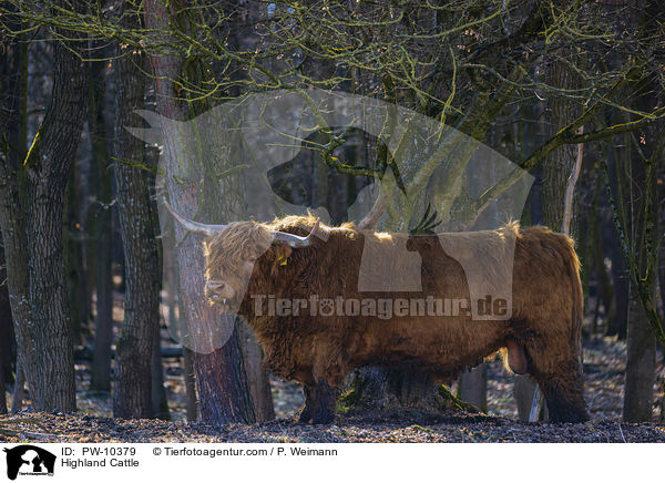 Schottisches Hochlandrind / Highland Cattle / PW-10379