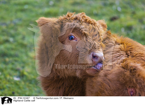 Schottisches Hochlandrind Kalb / Highland Cattle calf / PW-10387