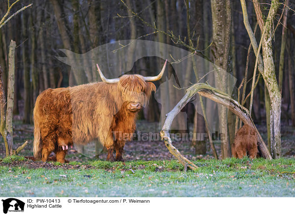 Schottische Hochlandrinder / Highland Cattle / PW-10413