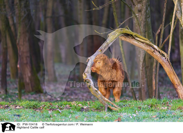 Schottisches Hochlandrind Kalb / Highland Cattle calf / PW-10418