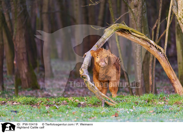 Schottisches Hochlandrind Kalb / Highland Cattle calf / PW-10419