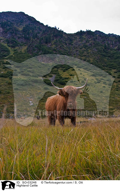 Schottisches Hochlandrind / Highland Cattle / SO-03246
