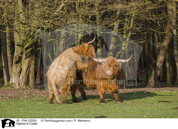 Schottische Hochlandrinder / Highland Cattle / PW-12555
