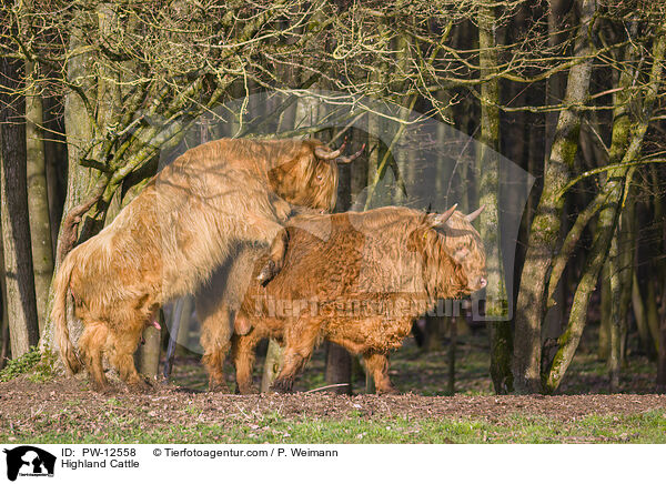 Schottische Hochlandrinder / Highland Cattle / PW-12558