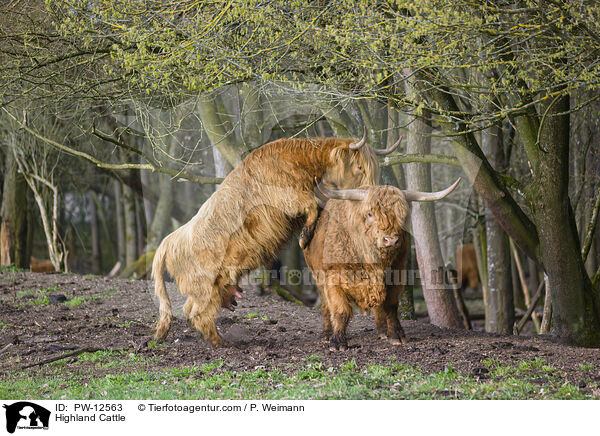 Schottische Hochlandrinder / Highland Cattle / PW-12563