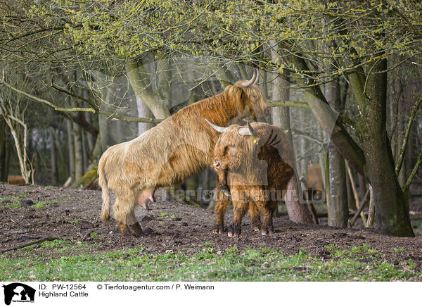 Schottische Hochlandrinder / Highland Cattle / PW-12564