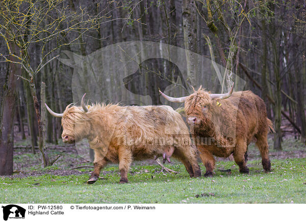 Schottische Hochlandrinder / Highland Cattle / PW-12580