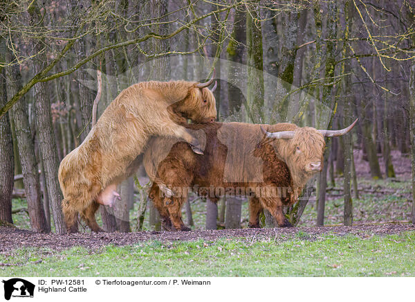Schottische Hochlandrinder / Highland Cattle / PW-12581
