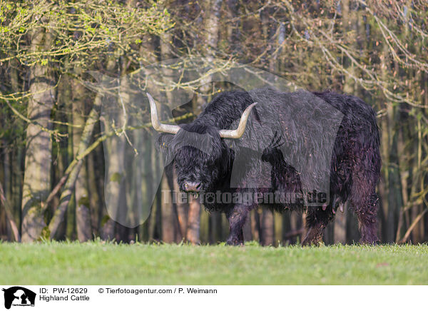 Schottisches Hochlandrind / Highland Cattle / PW-12629