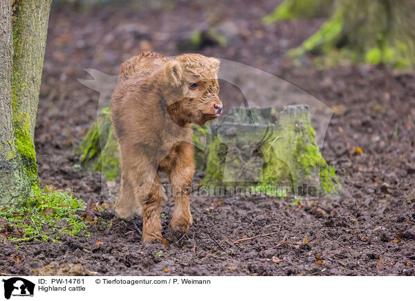Highland cattle / PW-14761